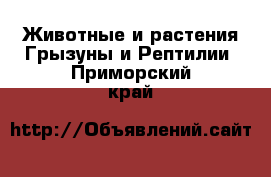 Животные и растения Грызуны и Рептилии. Приморский край